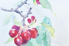 Crabapples