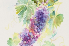 grapes-_2018